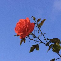 vizzy 🌹 (@vizzy_nv) 's Twitter Profile