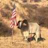AdameNM0405's profile picture. I am me, you are you so let's keep it that way. Illegal immigration is no bueno in New Mexico!! #MAGAlove