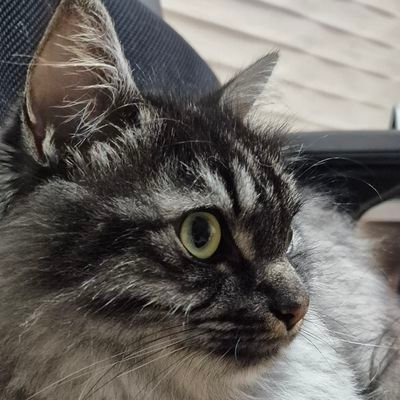 seba_tich's profile picture. (내향인)