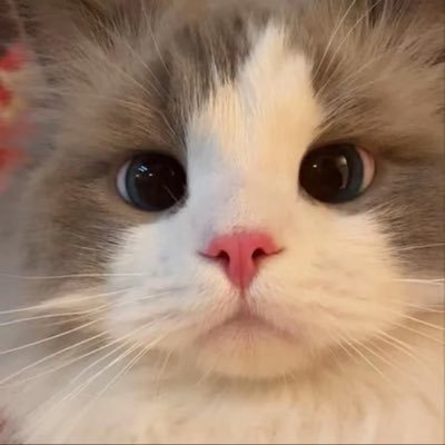 2ewZxJbxYu96586's profile picture. sol