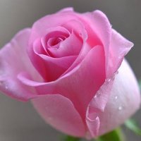 HAZI MOHAMMAD SEKENDAR ALI (@hazisekend95922) 's Twitter Profile