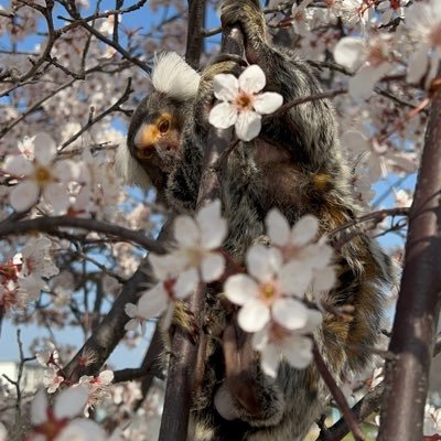 Henbok1992's profile picture. コモンマーモセット大好き😘、五島の海が大好き、アニメも毎日観るくらい大好き、韓国語勉強したい！と思いながら時が過ぎてます。世界中の戦争が終わり、平和な世界になってほしいです。フォロー中心で時々つぶやきます。