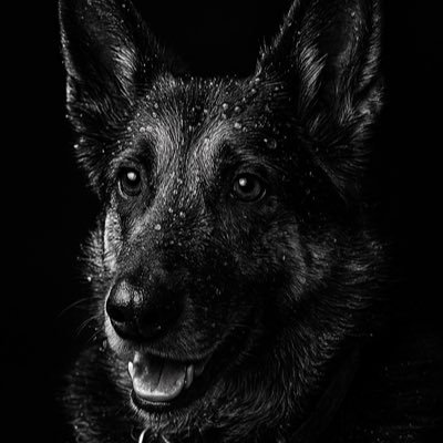 Tango_000000's profile picture. Professional Doom-Scroller