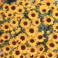 ゆず🌻 (@yuzu_s27) Twitter profile photo
