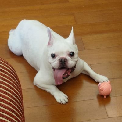 固執的法鬥主人,推動台灣人認同,台灣法理建國穩健本土派。封鎖:(純血/精神)中國人,鎖推者不開放回fo者。