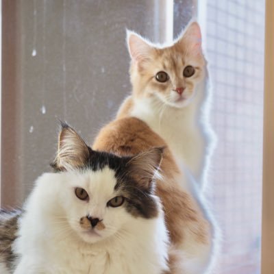 1cqTsazc314igpG's profile picture. 2024.10.28生まれ ふく♂ こまり♀ サイベリアンのにゃんずと1歳児のお話   /不審なDMには返信しません