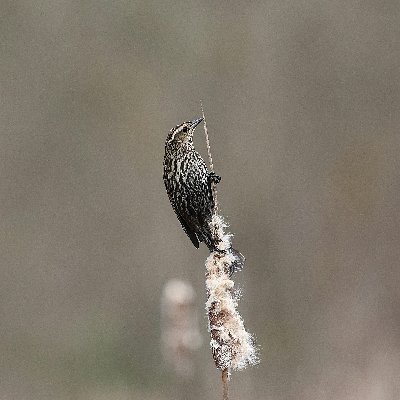 GeelIleana30265's profile picture. 