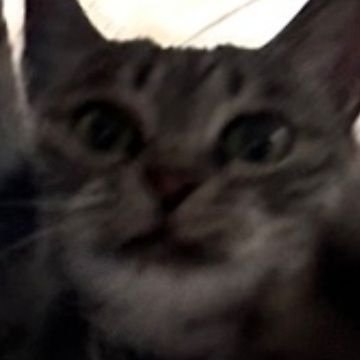 あやん のあやん (@pipipinopipipi_) / X