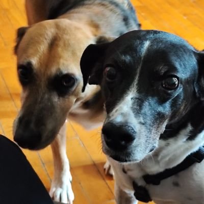 Jack & Timos - former strays Italia ๐ฎ๐น Profile