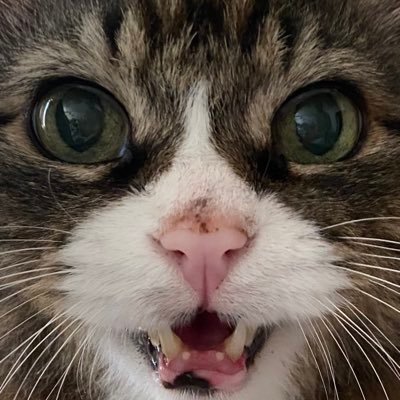 08Yuho's profile picture. 騒がしい猫達の飼い主。私の亡くなった母が飼っていた猫達を引き継ぎ、20歳から13匹の多頭飼い猫達の母に🐈/猫好きな方と繋がりたいです🐱良かったら仲良くしてください🙌✨️/Follow Me/トプ画は愛猫の18歳でんｸﾝ🐈💖/5歳と2歳の男の子ママ👩🏻‍🍼