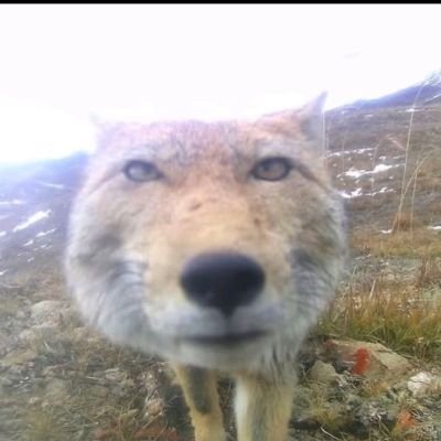 ghostmchngrl's profile picture. 