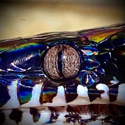 salt_Python_31's profile picture. 白口錦一択🎹5.7.22 2年目 成長記録
