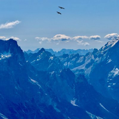 Alpen_Dohle's profile picture. 