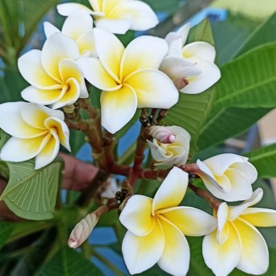 marufhasan9454's profile picture. 