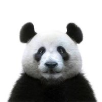 Balaji (@shotputpanda) 's Twitter Profile
