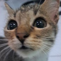 Dowie (@dowiedough) 's Twitter Profile