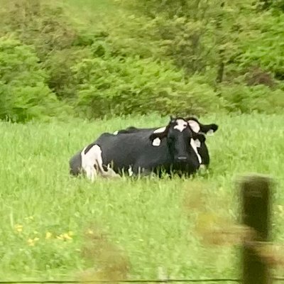 ghostridvideo's profile picture. youtuber