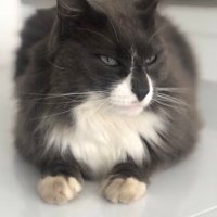 Phillips Dubois (@phi1631) 's Twitter Profile
