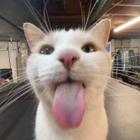 mocha (@mocha_4a) 's Twitter Profile