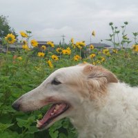 palmeri (@9greyplanes) 's Twitter Profile Photo