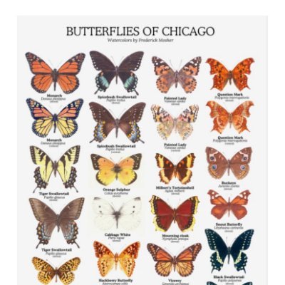 Watercolor butterflies and other insects from a lifetime in the field.
