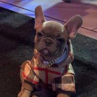 Snoopy (@zoomiefi) 's Twitter Profile
