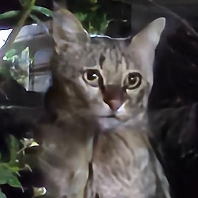 Mahdi_Salmanii's profile picture. Developer