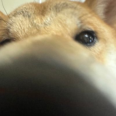 純正ムシキング