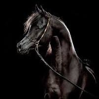 EElbob6652's profile picture. 