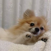 🐾ぱんな🐾 (@panna_lovely) 's Twitter Profile Photo 🐾ぱんな🐾 (@panna_lovely) 's Twitter Profile Photo
