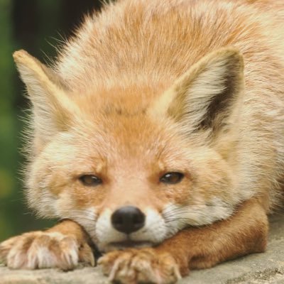 Silly Nillyさんのプロフィール画像