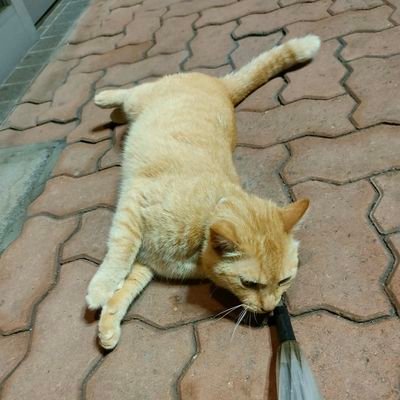 shige9657's profile picture. ねこにゃんにゃん