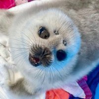 Banksy 🦭 (@sealbgrl) 's Twitter Profile