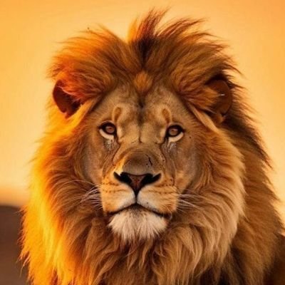 🦁 Futuro Auditor Fiscal da Receita Federal.