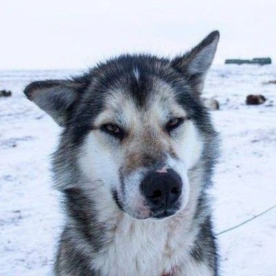 Nietchzoy's profile picture. Away from modern society and drugs. I seek knowledge and truth.