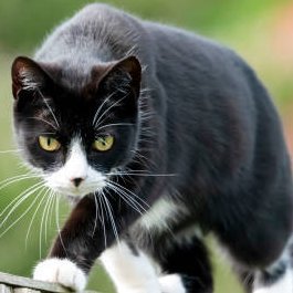 meow meow meow meow meoww
also on the website that elon doesn't own https://t.co/bDq11gaSCH