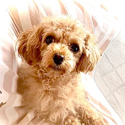 Golf_koha_love's profile picture. コミュニケーションのお悩み有りませんか？ コミュニケーション戦略家の｢小春」です。あなたの気持ちに寄り添い､手相・タロット•誕生日占いで今を読み解きます｡あなたの本当の願望や課題が見つかります｡あなたのコミュ力で望む未来に向かい QOLを高め､あなたが幸せを引き寄せます。行動起こして見ませんか？💖