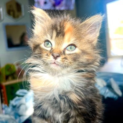 jiminiesagustd's profile picture. I love cats 💜 she/her
