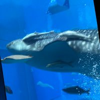 再任用 (@xham86) 's Twitter Profile Photo