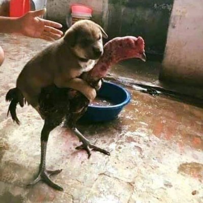 anhchivas84's profile picture. WIZO