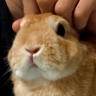 うどんさんのプロフィール画像