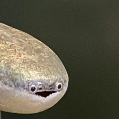 slyrarejam's profile picture. i'm hard like sudoku ⏩️ larryelegy on priv