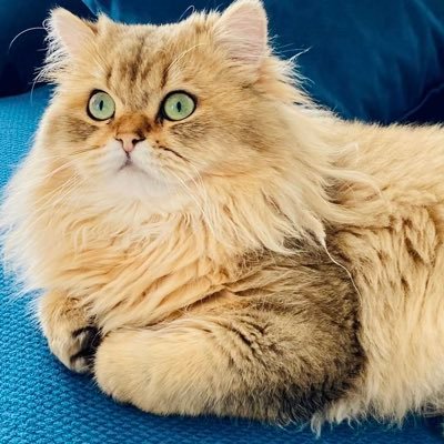 araslar's profile picture. 