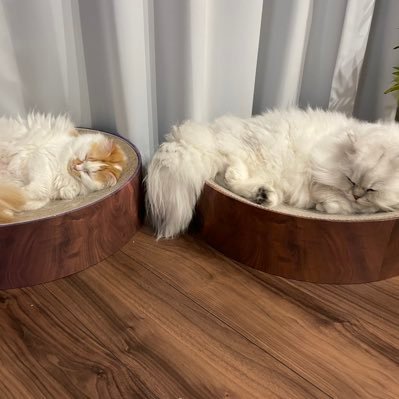 shigechi_dayo_'s profile picture. 