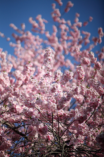 Tracking the bloom status of the Brooklyn Botanic Garden cherry trees. Unofficial. Photo credit: flickr/ccho