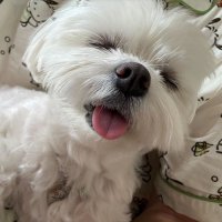 睡一觉就好了 (@oo2733440593016) 's Twitter Profile