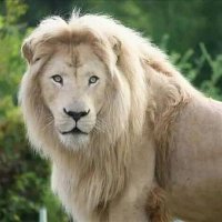 Gihangange (@gihangange) 's Twitter Profile