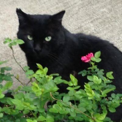 nero40s_restart's profile picture. 書くことで整える。つぶやくことで進める。
アート・本・猫・日々の小さな気づき。