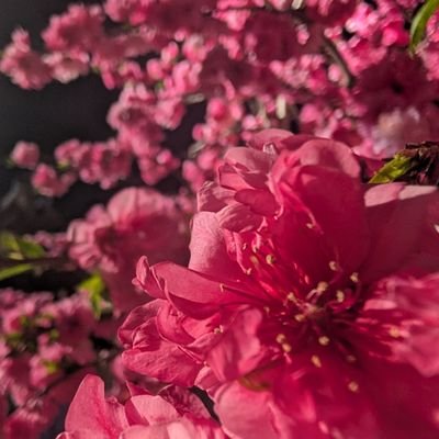 hinagiku173's profile picture. 