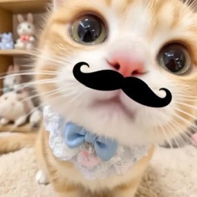 Ashcate77's profile picture. 🫶🏻国乙相关｜⭕️包含梦向发言和晒卡［请自行避雷🤲🏻］「光夜77 深空all偏⭐️ 未定夏彦 世外柏源」